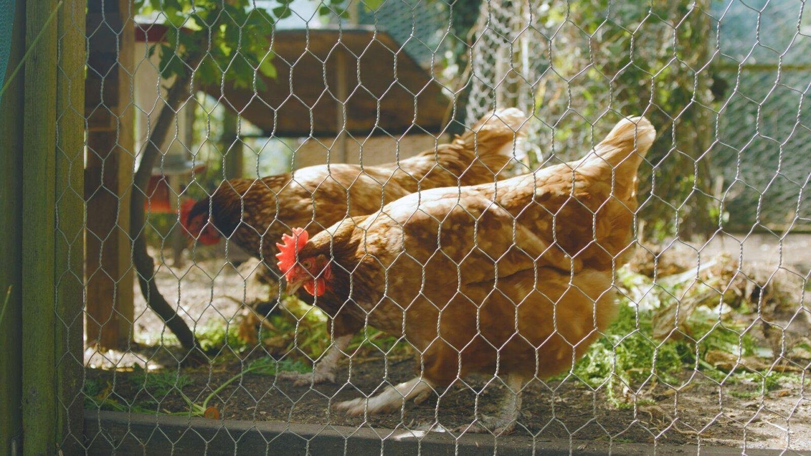 AMHP – Case Study – Charity Video Production